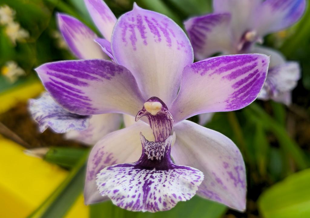 20250222_135236 Tower Hill Botanic Garden, MA.jpg - Orchid (Tsubotaara Melinda Marie 'Blue Moon'). New England Botanic Garden at Tower Hill, MA, 2-22-2025